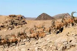 افزایش ۲۱درصدی جمعیت قوچ و میش در قرق‌های اختصاصی

