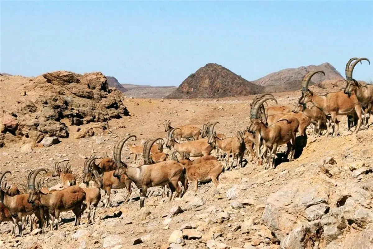 افزایش ۲۱درصدی جمعیت قوچ و میش در قرق‌های اختصاصی

