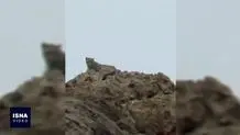 پلنگ تهران + عکس 