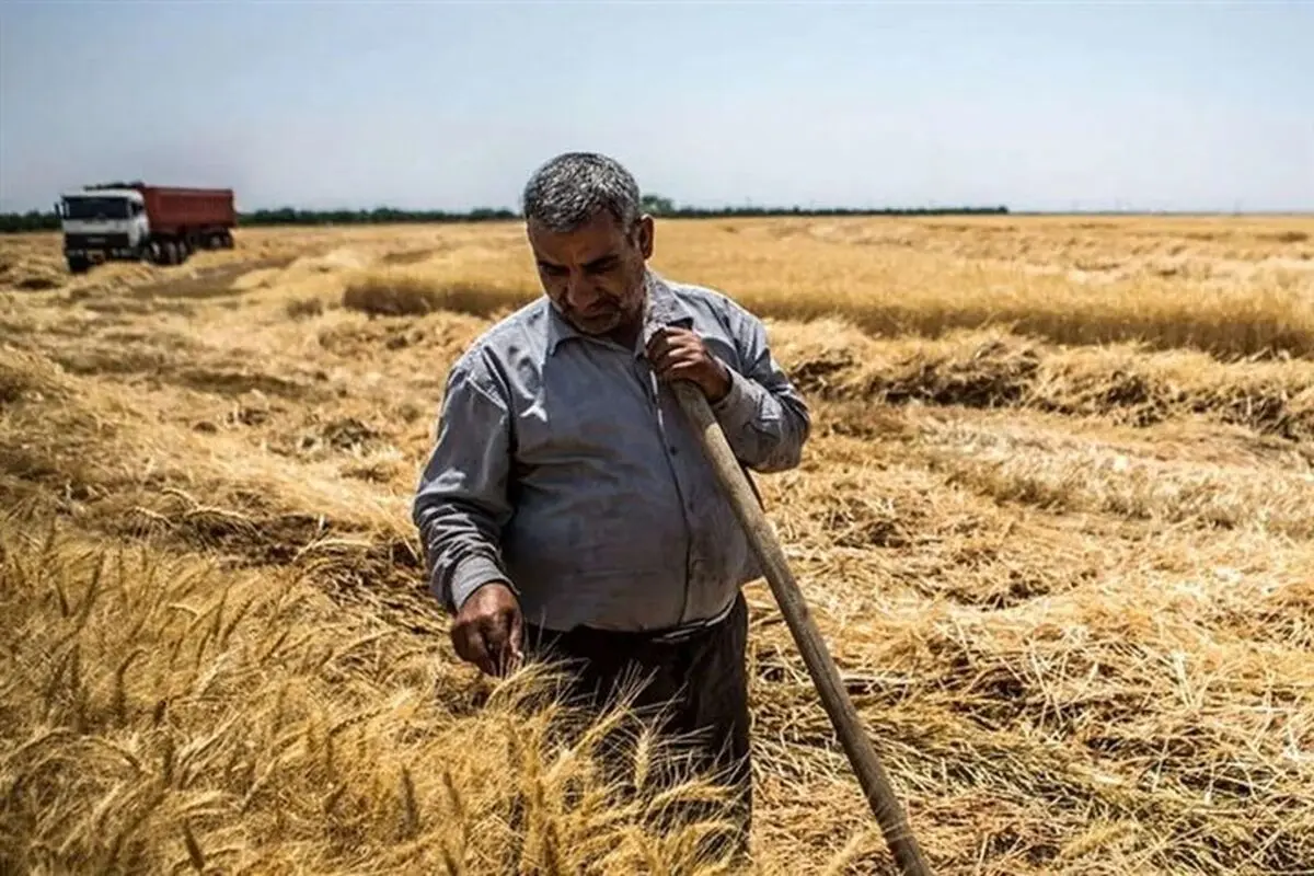 تاخیر در پرداخت ۳۲ همت مطالبات گندمکاران