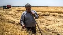 پرداخت ۱۴ هزار و ۸۰۰ میلیارد تومان به گندمکاران