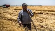 تاخیر در پرداخت ۳۲ همت مطالبات گندمکاران