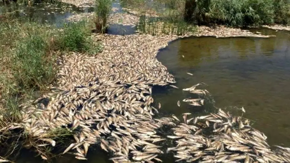 علت تلف‌شدن هزاران ماهی‌‌ در تالاب هورالعظیم