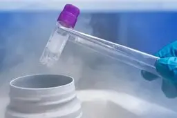 اجازه پدر برای فریز تخمک پایه قانونی ندارد