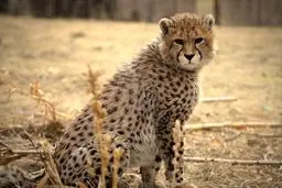 تو برای مرگ به دنیا آمده بودی!

