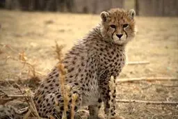 تو برای مرگ به دنیا آمده بودی!

