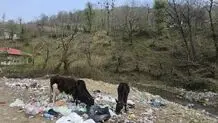 «گاوای قلعه رودخان زباله می‌خورَن، گردشگری فَنَا بو!»