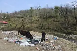 «گاوای قلعه رودخان زباله می‌خورَن، گردشگری فَنَا بو!»