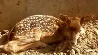 تولد سومین گوساله گوزن زرد ایرانی در سایت تکثیر و پرورش رشکان