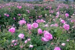 جشنواره گلاب گیری در بروجرد