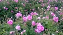 جشنواره گلاب گیری در بروجرد
