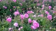 جشنواره گلاب گیری در بروجرد