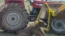 دستگیری مقصر حادثه تلف شدن خرس قهوه ای در نمین