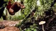 هشدار به طبیعت‌گردها نسبت به رشد ۳ برابری مسمومیت با قارچ‌های وحشی