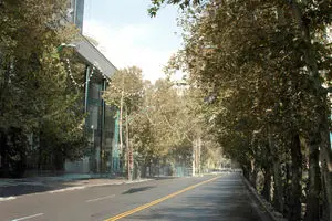 قصه‌ چندمین چنار