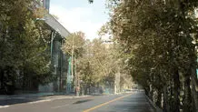 قصه‌ چندمین چنار
