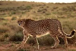 مشاهده یوزپلنگ در خراسان رضوی پس از ۱۱ سال