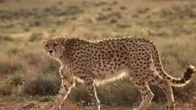 مشاهده یوزپلنگ در خراسان رضوی پس از ۱۱ سال