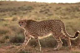 مشاهده یوزپلنگ در خراسان رضوی پس از ۱۱ سال