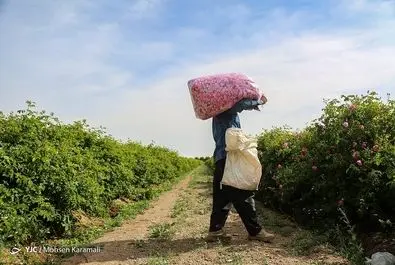 برداشت گل محمدی برای گلاب گیری از باغ‌های قم