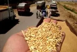 کشف ۲۵ تن گندم قاچاق در مراغه
