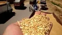 آغاز برداشت گندم در سقز؛ سالی پربار برای کشاورزان منطقه

