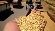 کشف ۲۵ تن گندم قاچاق در مراغه
