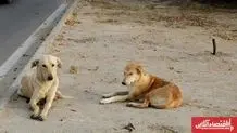 حمله سگ به ۸ نفر 