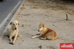 حمله سگ ولگرد در آناخاتون تبریز؛ کودک ۳ ساله به کما رفت
