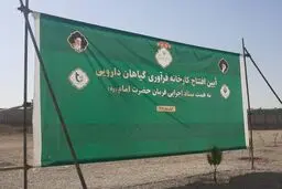 کارخانه گیاهان دارویی گچساران خاک می‌خورد+ جزییات 