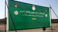 کارخانه گیاهان دارویی گچساران خاک می‌خورد+ جزییات 