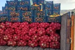 یک محموله پیاز که در پوشش پرتقال برای قاچاق به عراق جاسازی شده بود در گمرک کرمانشاه کشف و ضبط شد
