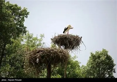همزیستی لک‌لک‌ها و انسان در روستای دره‌تفی - کردستان