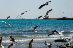 پیش بینی هوای بوشهر فردا جمعه ۳ مهر ۱۴۰۵/ آسمان استان صاف تا قسمتی ابری خواهد بود