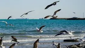 پیش بینی هوای بوشهر فردا ۲۰ شهریور ۱۴۰۵/ افزایش سرعت باد و مه صبحگاهی
