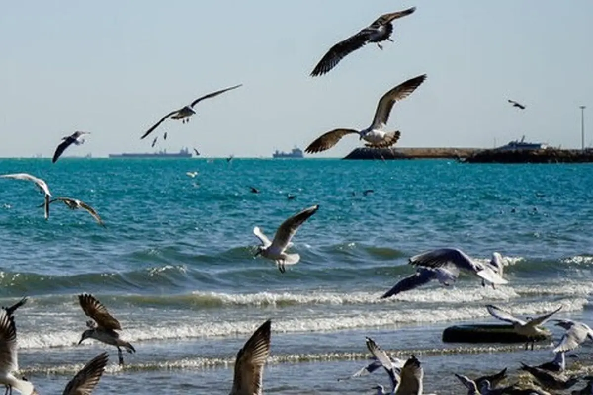 پیش بینی هوای بوشهر فردا ۲۰ شهریور ۱۴۰۵/ افزایش سرعت باد و مه صبحگاهی