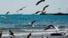 پیش بینی هوای بوشهر فردا ۲۰ شهریور ۱۴۰۵/ افزایش سرعت باد و مه صبحگاهی