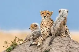 یوزبان‌ها مشغول  به کار می‌شوند
