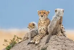 یوزبان‌ها مشغول  به کار می‌شوند

