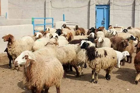 قیمت دام زنده امروز دوشنبه ۲۰ مهر ۱۴۰۵/ قیمت گوسفند زنده امروز چند؟ + جدول