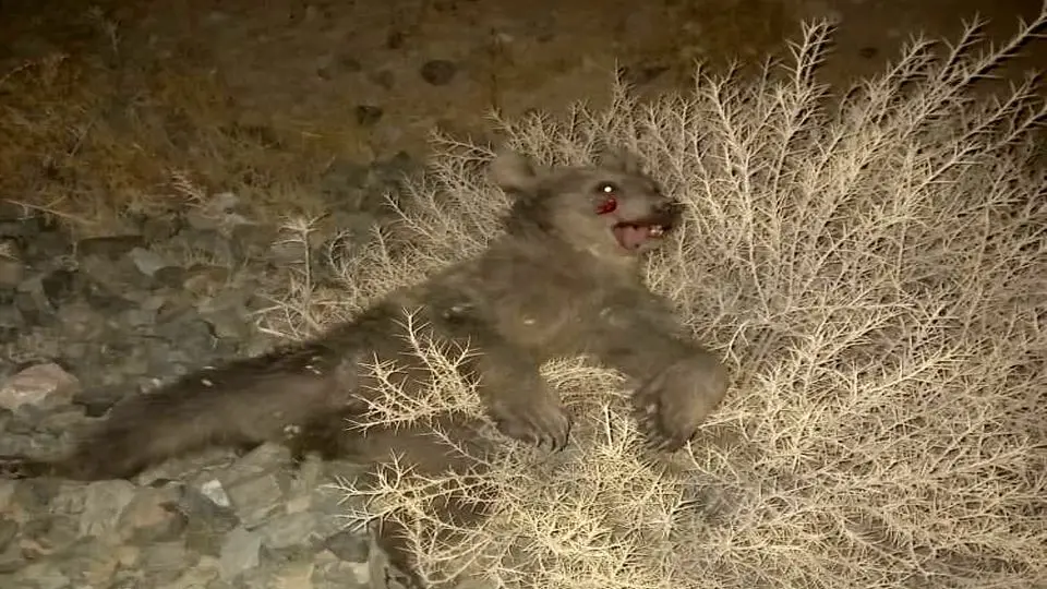 تصادف دلخراش قطار با ۲ توله خرس در مرودشت