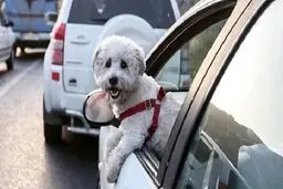 خودروهای سگ گردان مصادره می شوند 