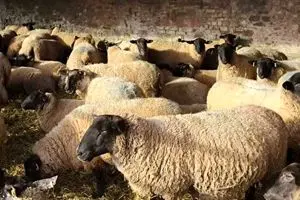 قیمت دام زنده امروز جمعه ۱۰ بهمن ۱۴۰۴ اعلام شد + جدول