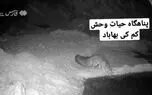 آب خوردن شاه روباه در طبیعت + ویدیو