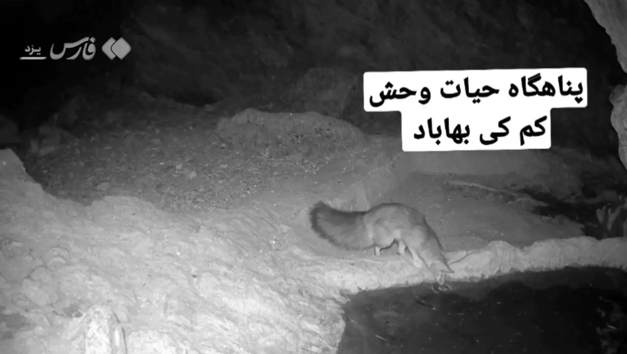 آب خوردن شاه روباه در طبیعت + ویدیو