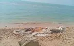 برخورد با شناور باعث مرگ نهنگ ۱۰ تنی در بندرچارک شد