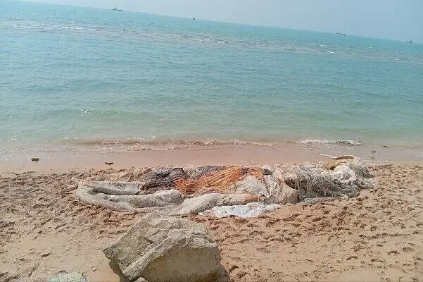 برخورد با شناور باعث مرگ نهنگ ۱۰ تنی در بندرچارک شد