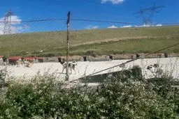 تعداد موش‌ها در این مناطق تهران بیشتر شد  