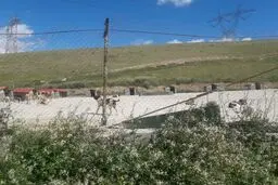 تعداد موش‌ها در این مناطق تهران بیشتر شد  