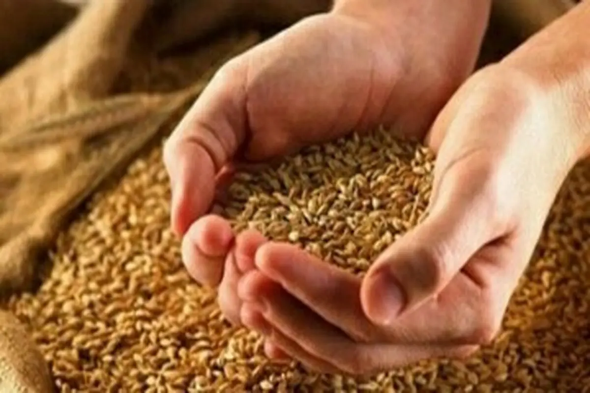 آخرین جزئیات از قیمت خرید تضمینی گندم